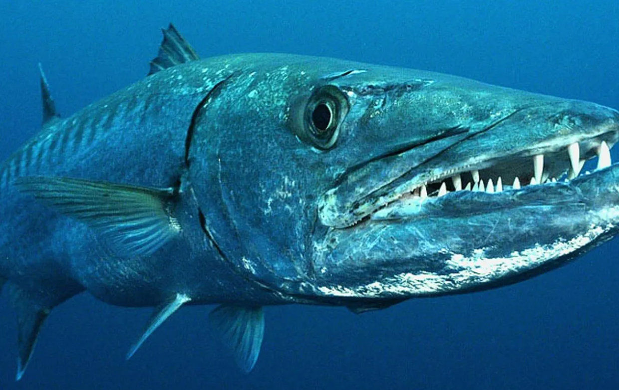 barracuda